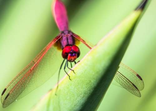 Dragonfly Insect Close Up