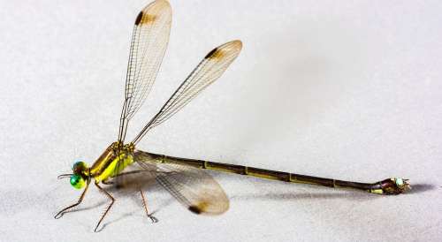 Dragonfly Insect Close Up