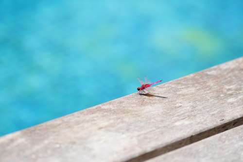 Dragonfly Pool Insect Water Animal Summer