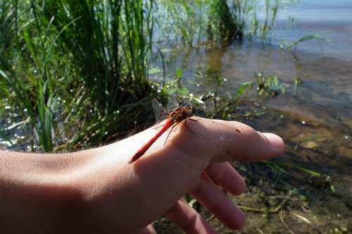 Dragonfly Hand River Insect