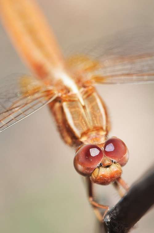 Dragonfly Macro Insect Portrait Red Eyes Madagascar