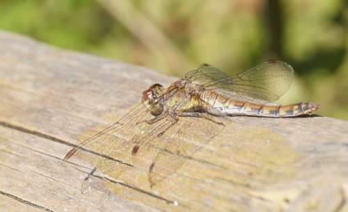 Dragonfly Brown Wing Insect Nature Tribe