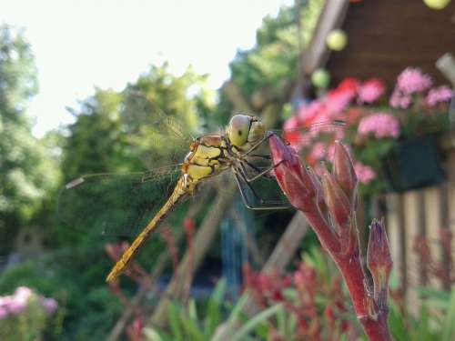 Dragonfly Summer Bug Wings Garden