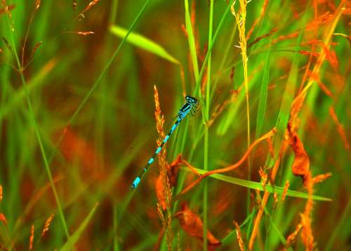 Dragonfly Nature Grassland Blue Teal Grass