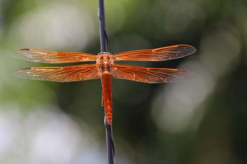 Dragonfly Flame Skimmer Libellula Saturata Orange