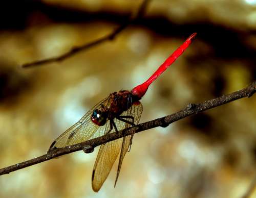 Dragonfly Insect Red Black Wings Lacy Resting