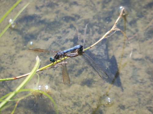 Dragonfly Insect Mating Nature Bug Wildlife