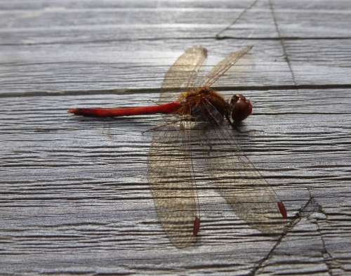 Dragonfly Red Wings Insect Bug Macro Resting