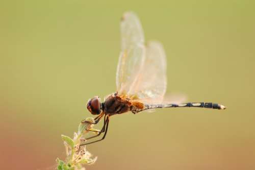 Dragonfly Macro Insect Outdoor Environment Natural