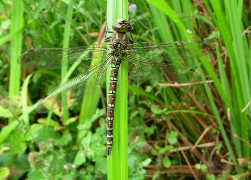 Dragonfly Aeshna Cyanea Pond Wetlands Wings Water
