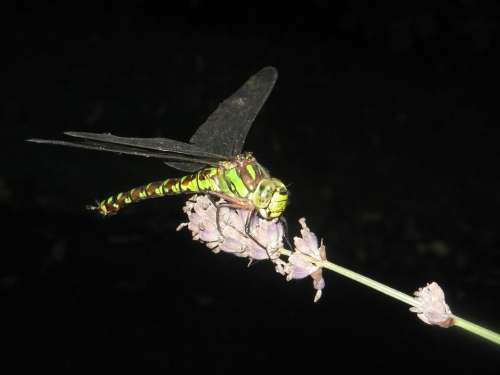 Dragonfly Insect Wing Animal