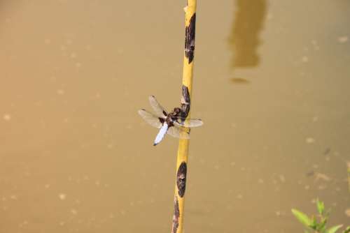 Dragonfly Hanging Large Water Willow Insects
