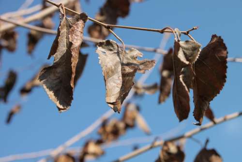Dried Leaves Mulberry Trees Autumn Health Plants