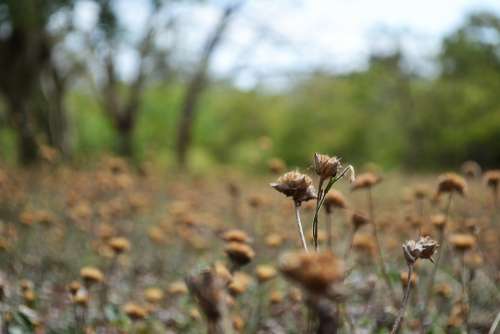 Dried Flowers Dried Garden Haunted Empty Sarrow