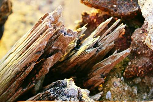 Driftwood Wood Old Weathered Timber Rough Rustic