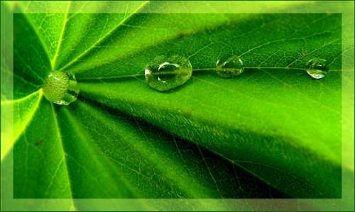 Drip Drop Of Water Close Up Nature Green