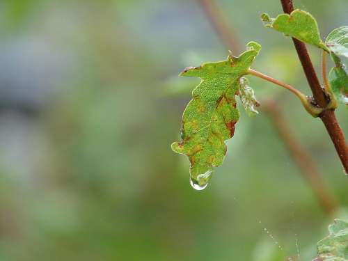 Drip Drop Of Water Close Up Raindrop Nature Leaf