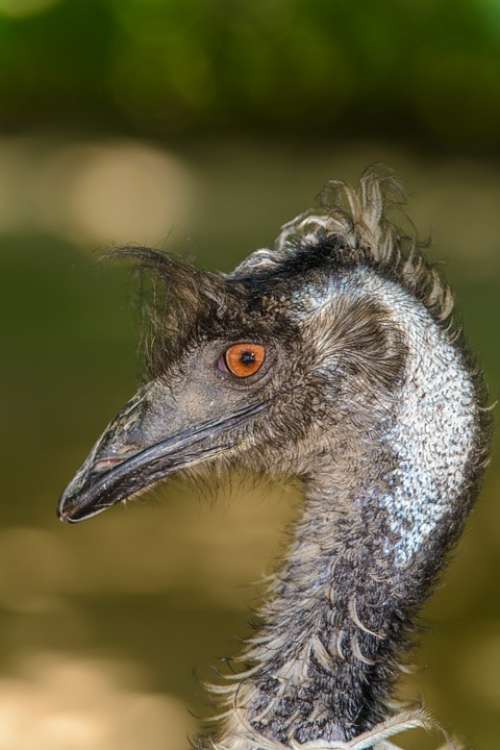 Dromaius Novaehollandiae Emu Brown Portrait Close-Up