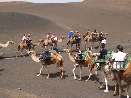 Dromedaries Animals Lanzarote