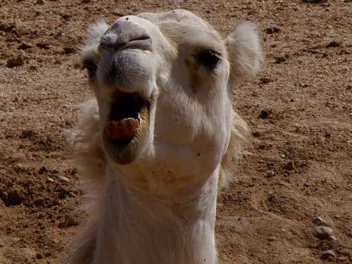 Dromedary Camel Animals Sand Animal Fauna Nature