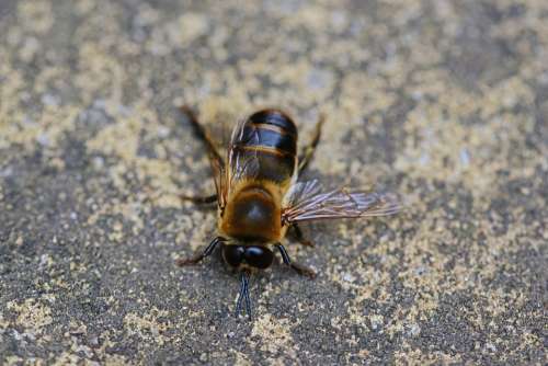 Drone Honey Bee Male Bee Buckfast Insect Wings
