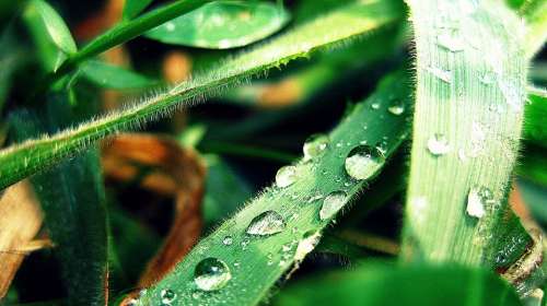 Drop Leaf Bubbles Water Green Nature Plant Rain