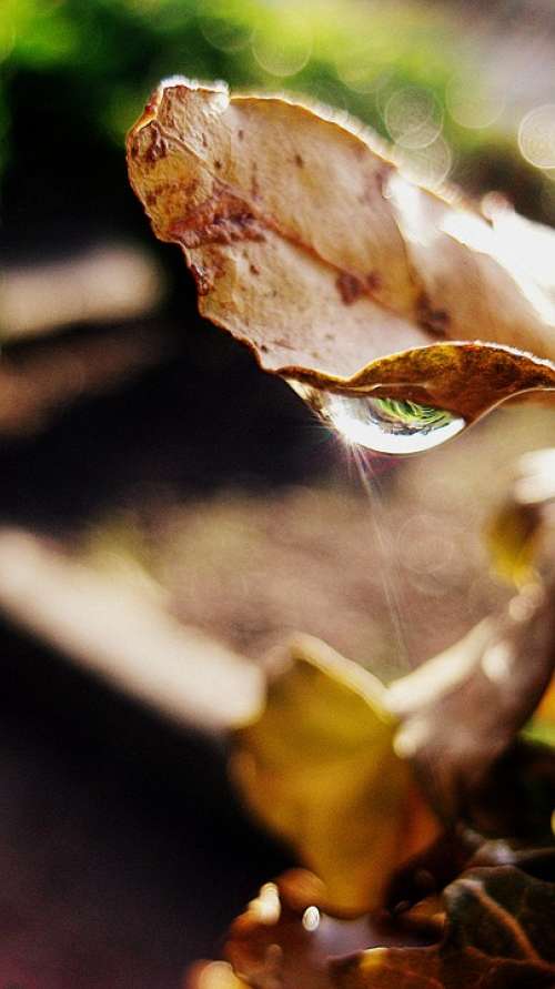 Drop Water Leaf Rain Nature Macro
