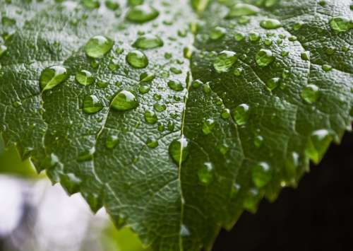 Drop Drops Rain Leaves Water Macro Background