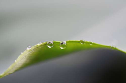 Drop Of Water Drip Green Nature Macro Leaf Plant