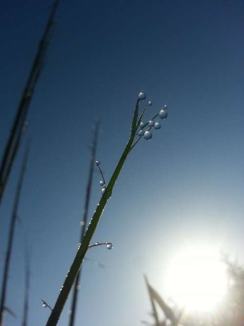 Drop Of Water Reed Pearl Sky Nature Landscape Sun