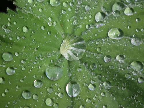 Drop Of Water Frauenmantel Raindrop