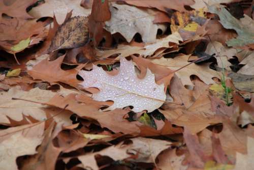 Droplets Fall Leaf Leaves Rain Water Autumn