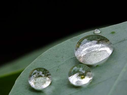Drops Leaf Drops Plant Leaves Green Drop Of Rain