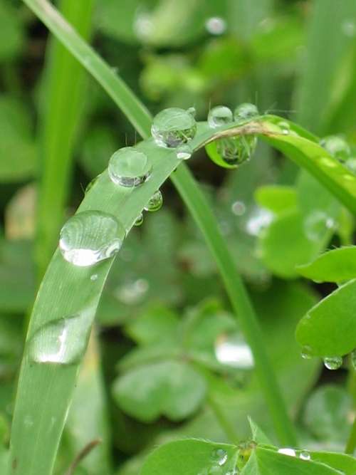 Drops Water Leaf Green Thailand In The Mountain