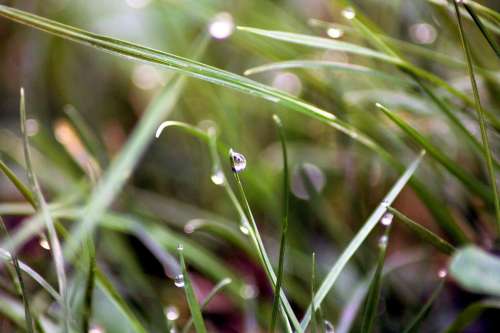 Drops Dew Grass Macro Nature Green Dew-Drop