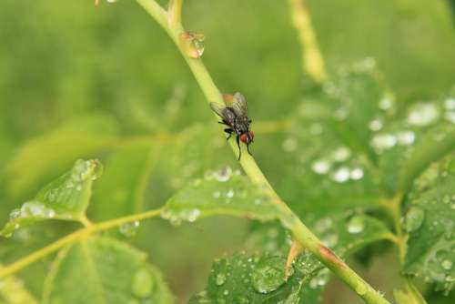 Drops Fly Rain Raindrops Rose Stalk Stem Water