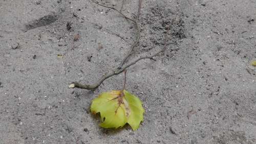 Drought Maple Leaf Land Dry Sand Abandoned