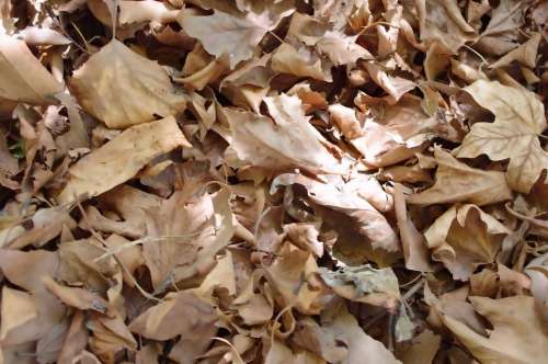 Dry Leaves Background Fall Autumn Finished End