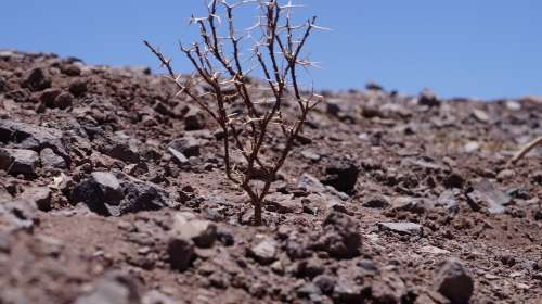 Dry Landscape Dry Tree