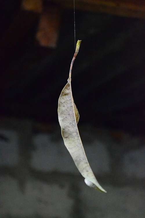 Dry Leaf Leaf On Web Spider Web Leaf Float