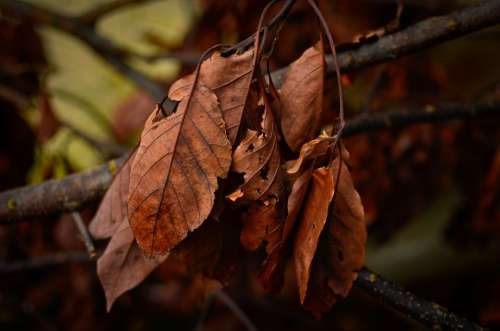 Dry Leaves Leaves Autumn Tree Fall Season