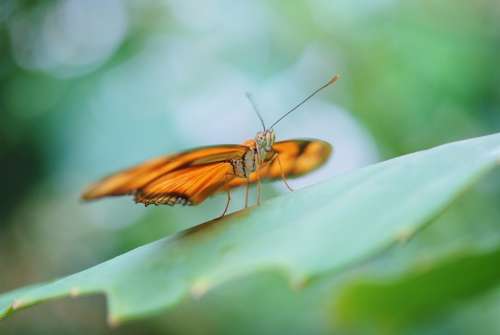 Dryas Julia Julia Longwin Butterfly Insect Orange