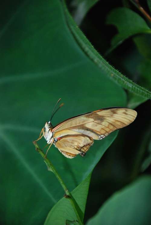 Dryas Julia A Julia Longwing Orange Butterfly Bug