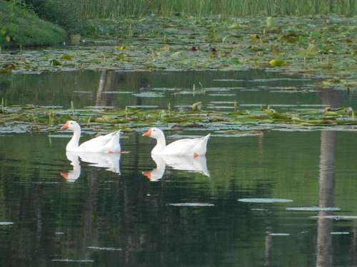 Duck Mallards Pond