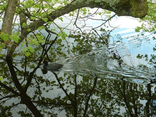 Duck Foliage Water Heaven Reflection Green Trees
