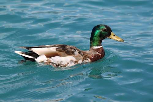 Duck Ducks Animal Water Bird Water Drake Nature