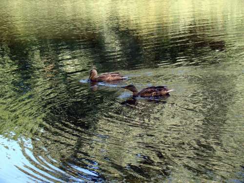 Duck Wild Ducks Pond Lake Reflection Glitter