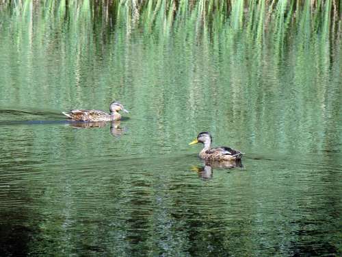 Duck Wild Ducks Pond Lake Reeds Reflection