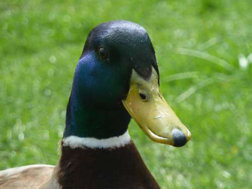 Duck Animals Bird