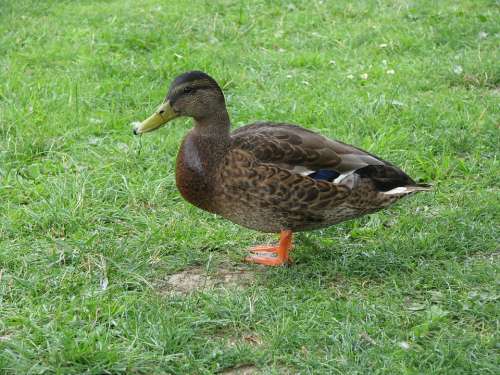 Duck Animal Water Bird Beautiful